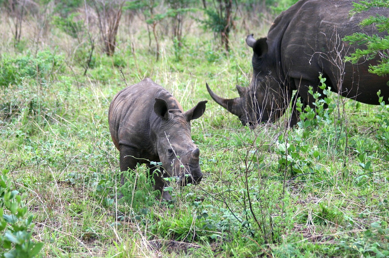 Rhinos in the Phase of Extinction, World needs to be Careful